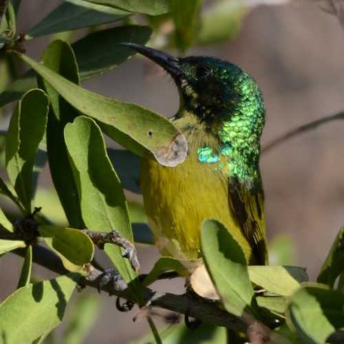 Collared Sunbird