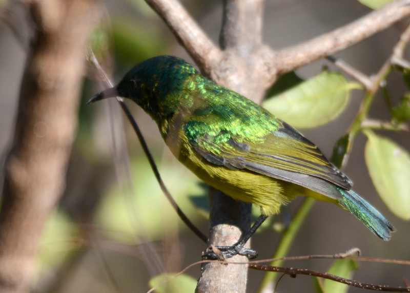 Collared Sunbird