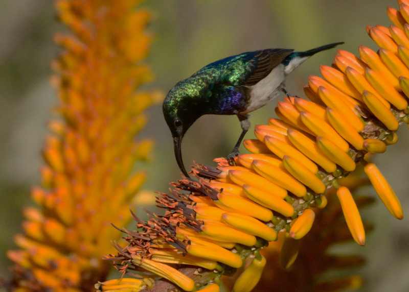 White-bellied Sunbird