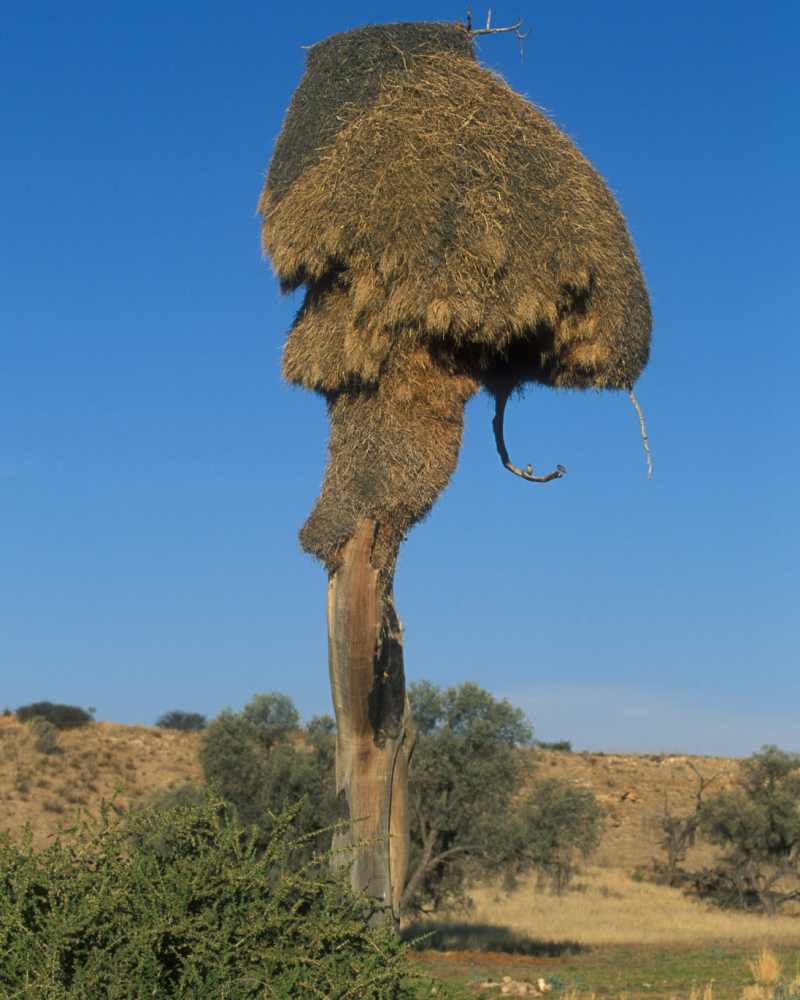 Sociable Weaver nest