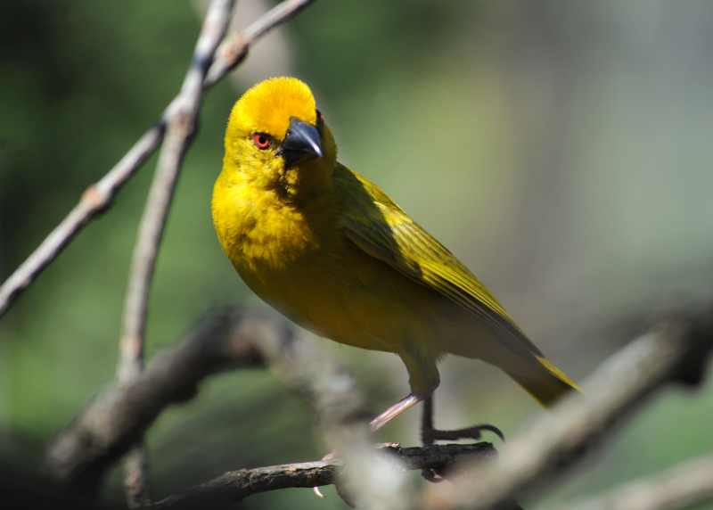 A beautiful Yellow Weaver