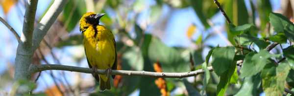 Village Weaver