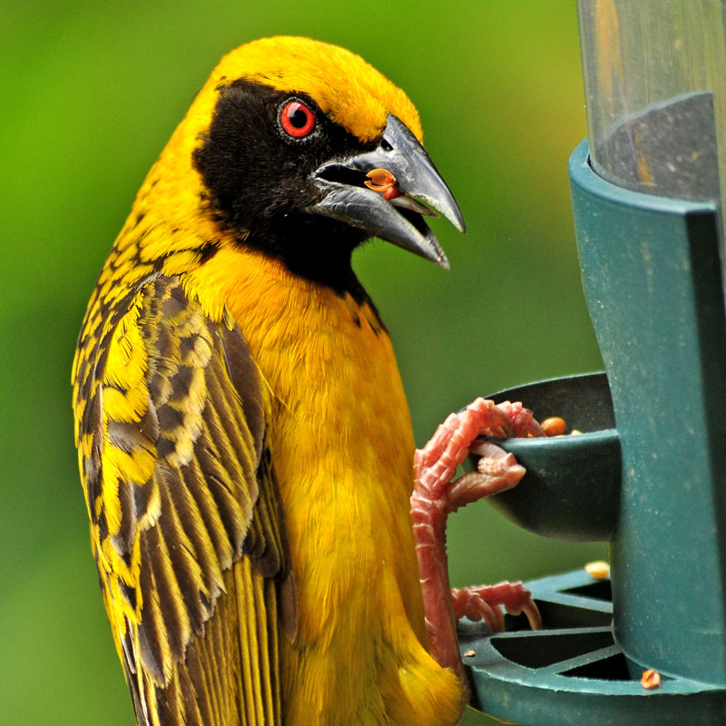 Male Village Weaver