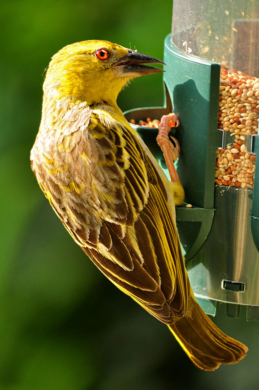 Female Village Weaver