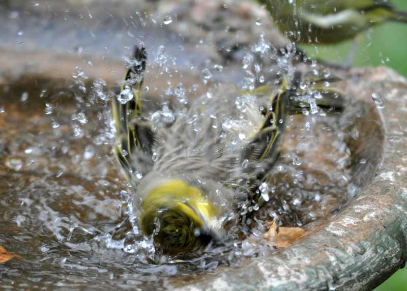 Female Village Weaver going for a splash