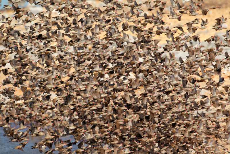 Flock of Red-billed Quelea