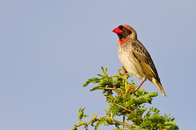 Red-billed Quelea