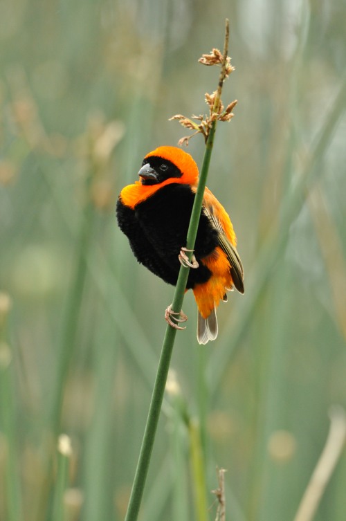 A male Southern Red Bishop perched on a reed