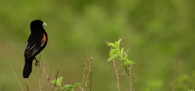 Male Fan-tailed Widow at Albert Falls Dam