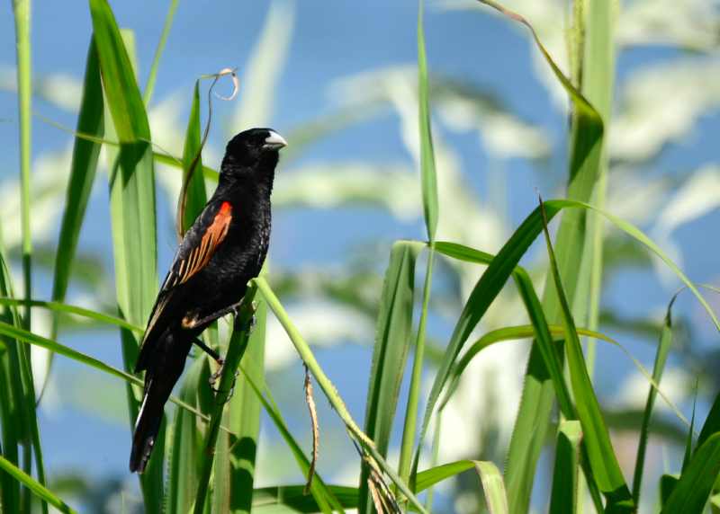 Male Fan-tailed Widow at Albert Falls Dam