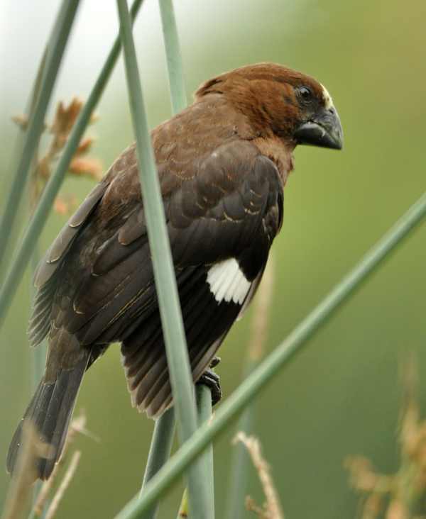 Male Thick-billed Weaver