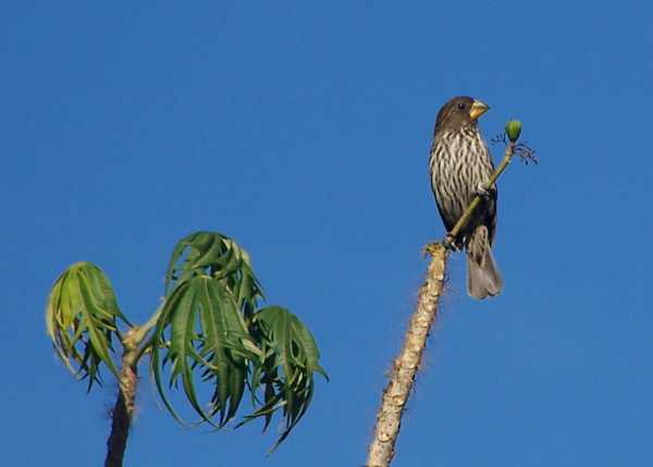 Female Thick-billed Weaver