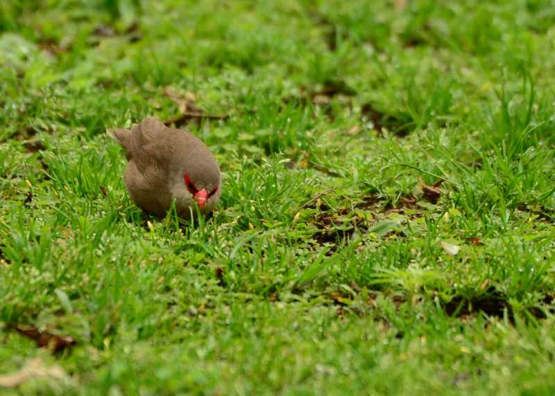 Common Waxbill