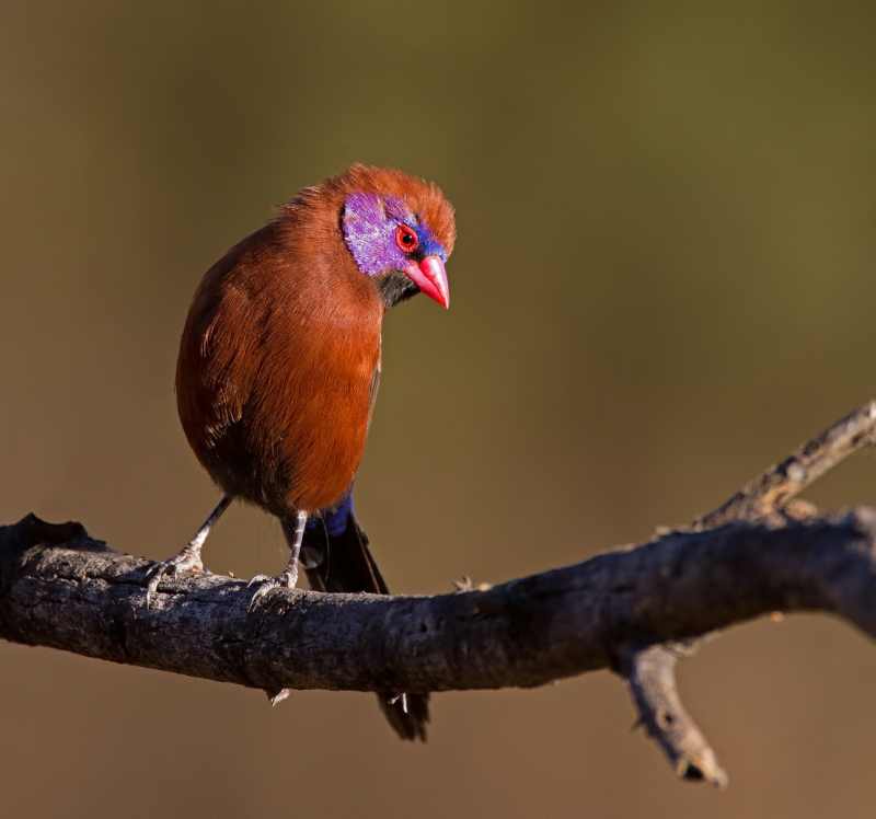 Male Violeteared Waxbill