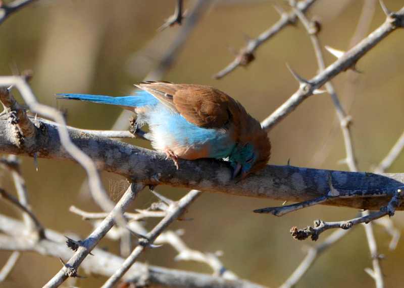 Blue Waxbill