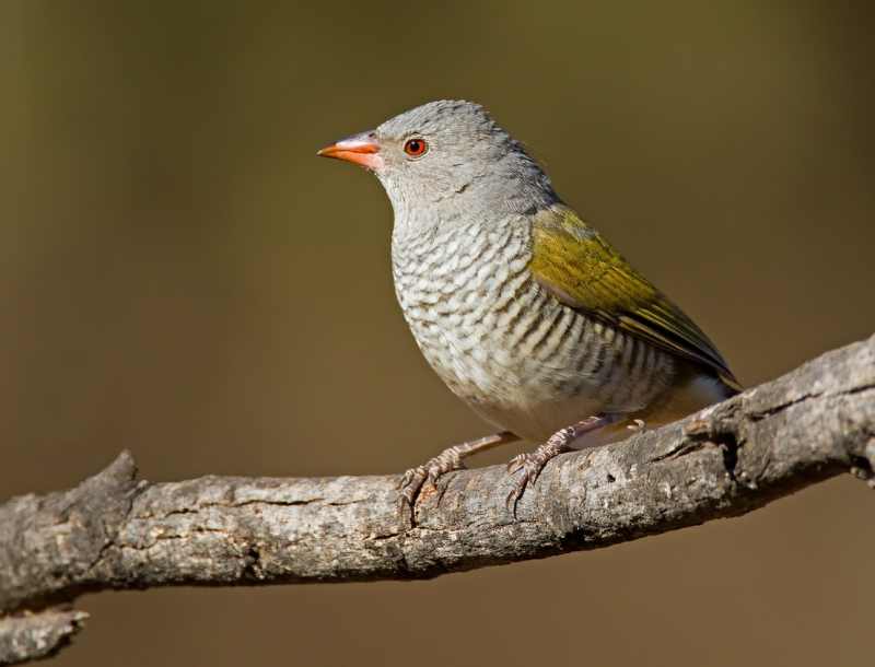 Green-winged Pytilia