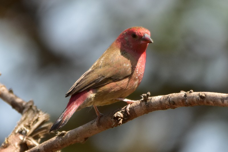 Male Red-billed Firefinch