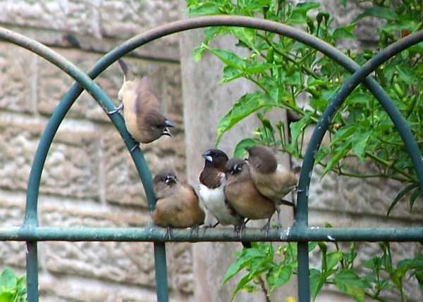 Bronze Mannikin adult with juveniles