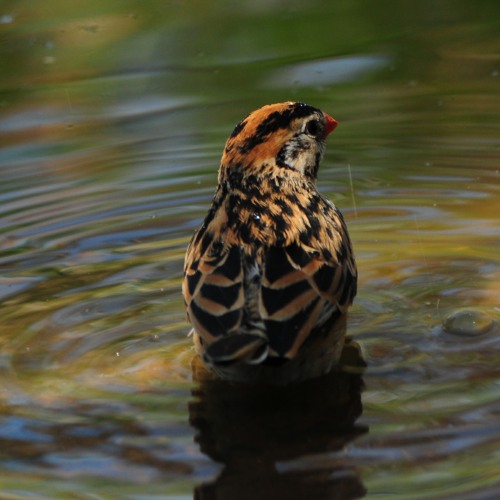 A female Pin-tailed Whydah