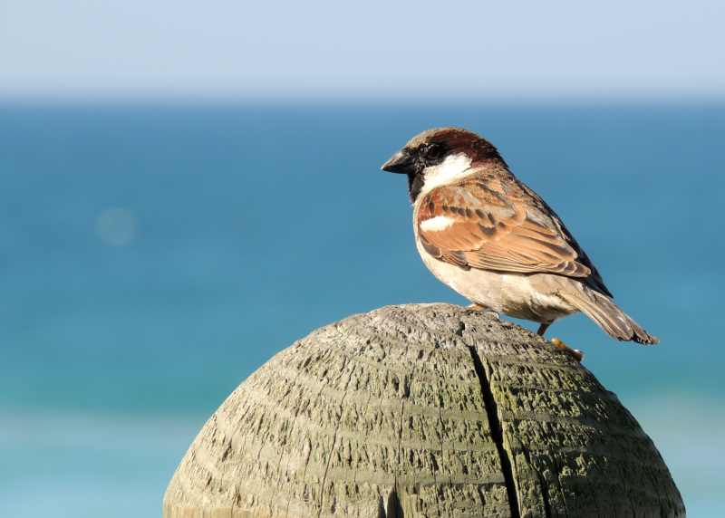 Male House Sparrow at Brighton Beach, Durban