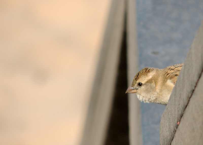 Female House Sparrow, South Africa