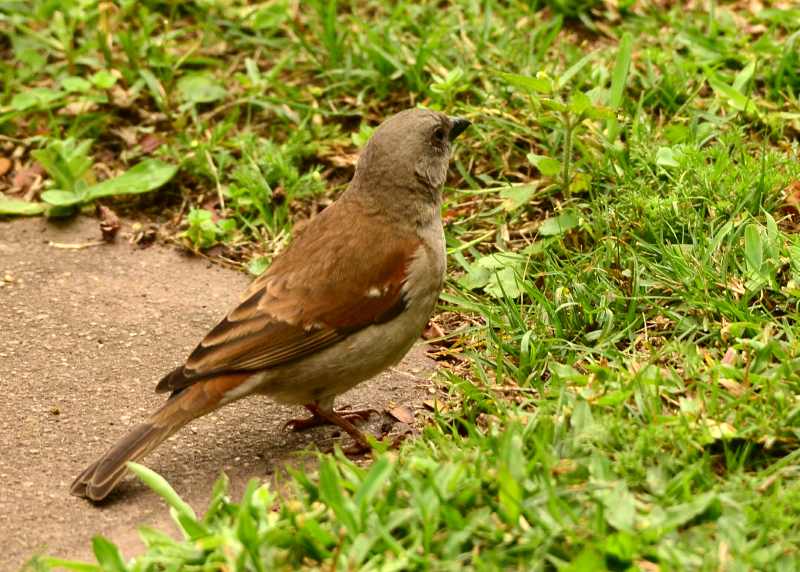 Southern Grey-headed Sparrow