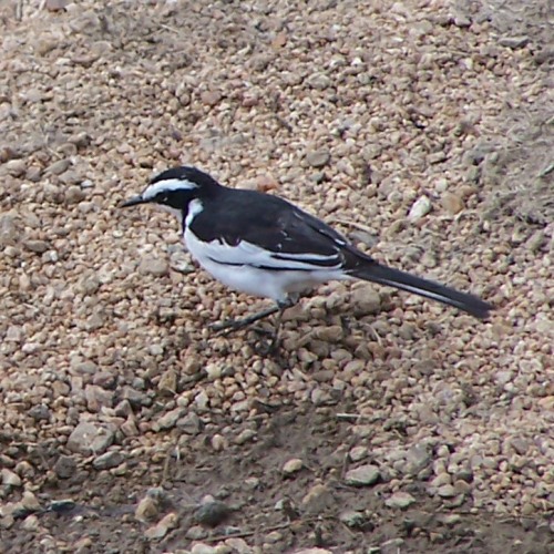 African Pied Wagtail