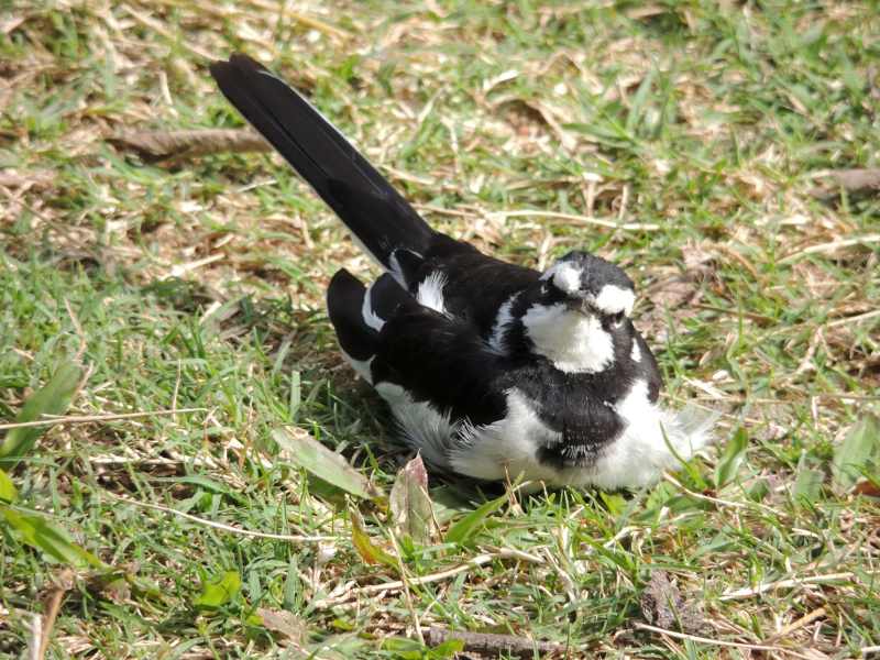 African Pied Wagtail