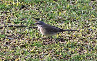 Cape Wagtail on a thatched roof