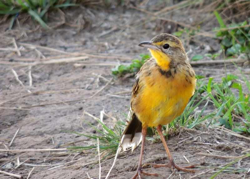 Yellow-throated Longclaw