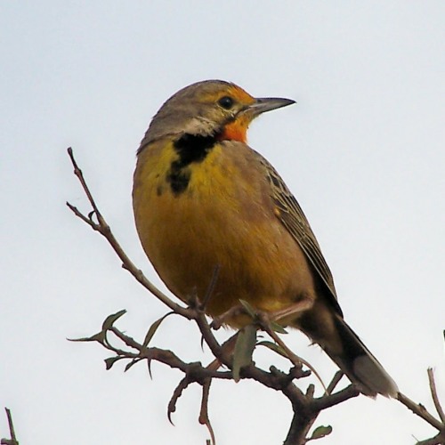 The Cape or Orange-throated Longclaw is a beautiful bird