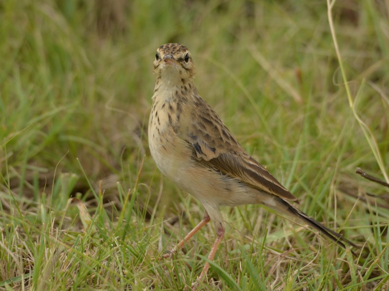 African Pipit