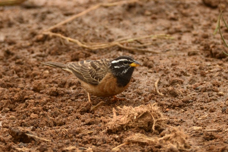 Male Cinnamon-breasted Bunting