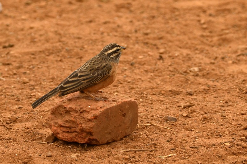 Female Emberiza tahapisi