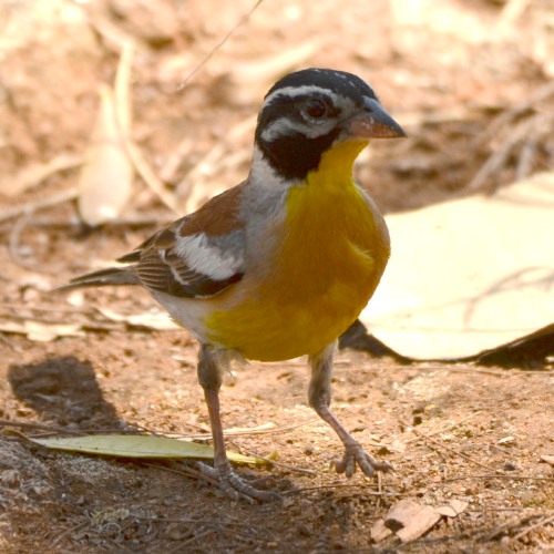 Golden-breasted Buntings spend a lot of time on the ground