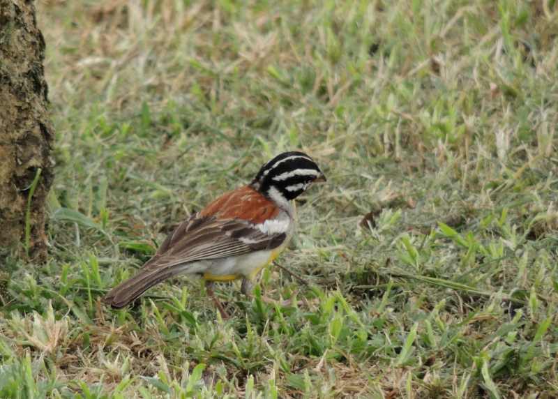 Golden-breasted Buntings spend a lot of time on the ground