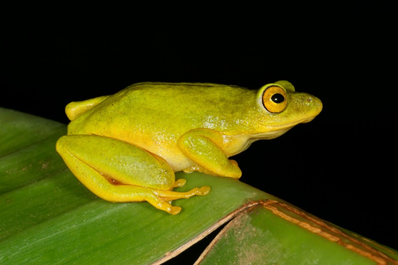 Tinker Reed Frog