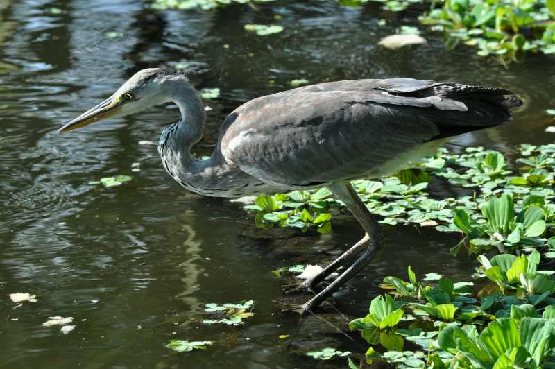 Grey Heron at Durban Botanical Gardens