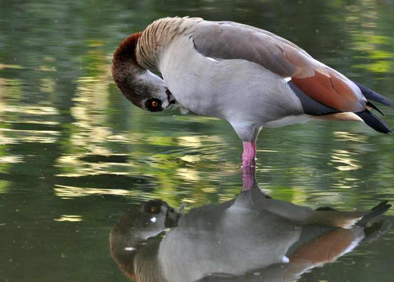 Egyptian Goose at Durban Botanical Gardens