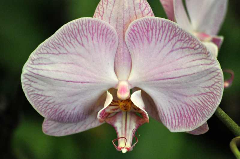 An orchid in the Orchid House at Durban Botanical Gardens