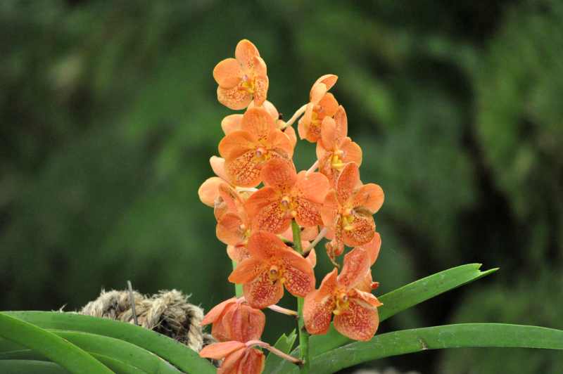 An orchid in the Orchid House at Durban Botanical Gardens