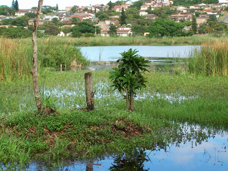 The main feature of Bluff Nature Reserve is a reed-lined dam