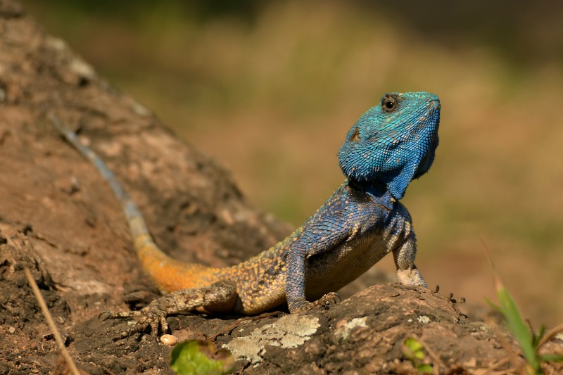 A beautiful Southern Tree Agama