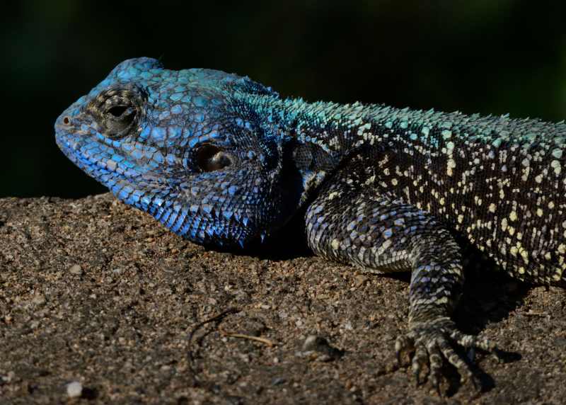 Southern Tree Agama