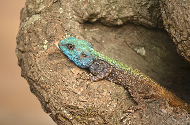 Southern Tree Agama