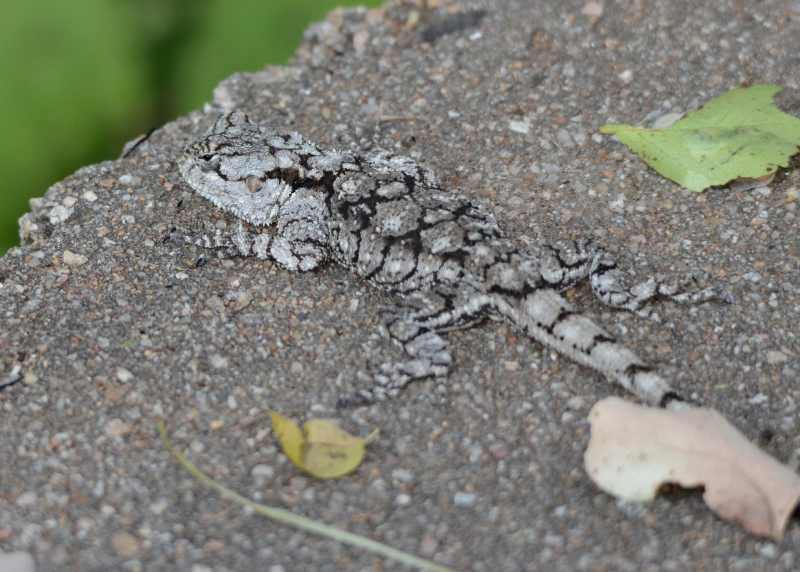 Peters' Ground Agama