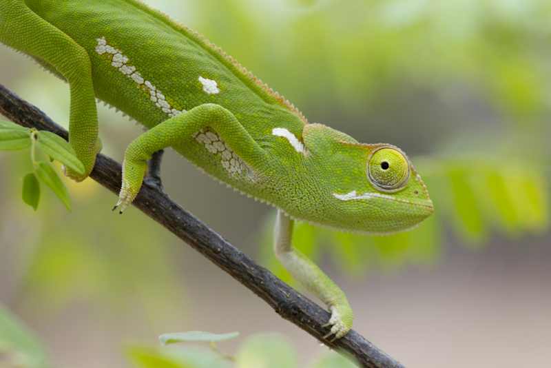 Common Flap-neck Chameleon