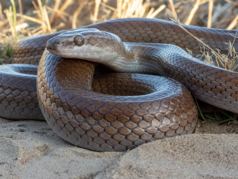 Brown House Snake