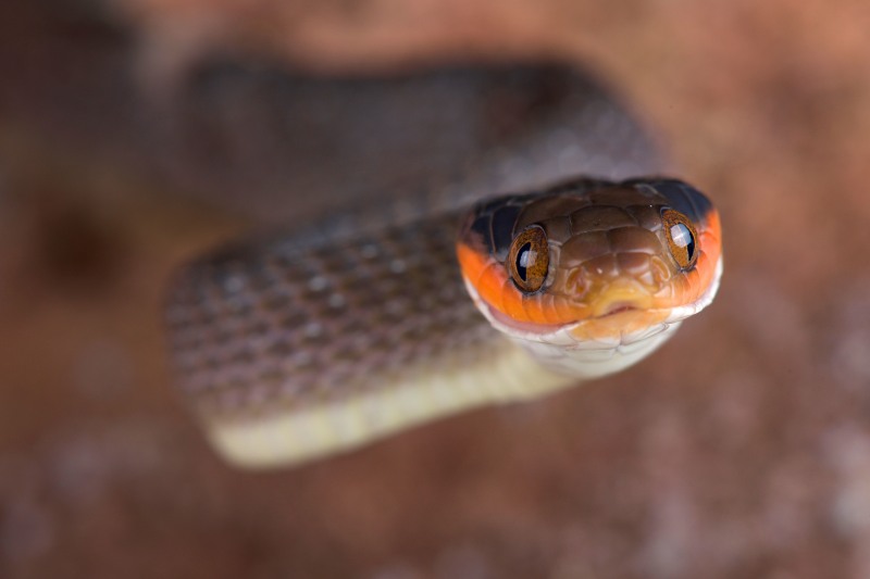 Red-lipped Herald Snake