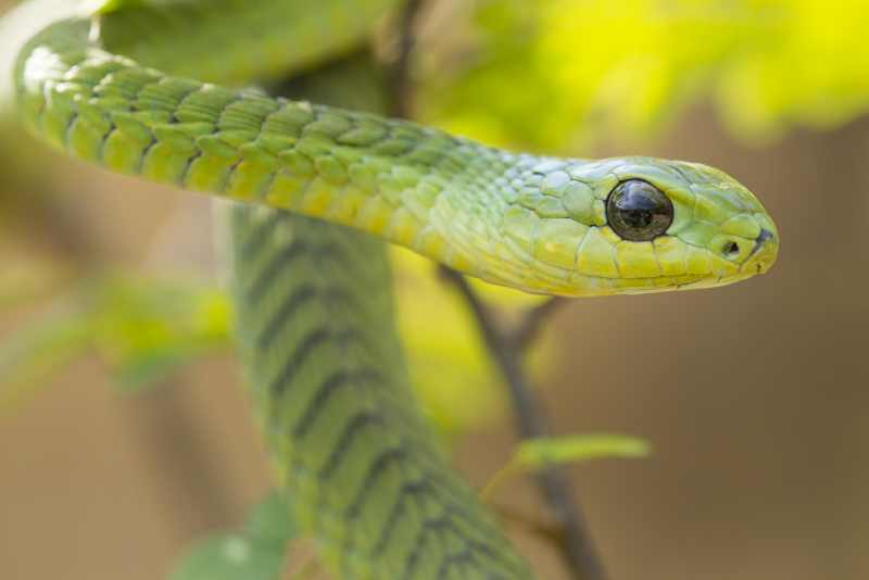 Male Boomslang snake